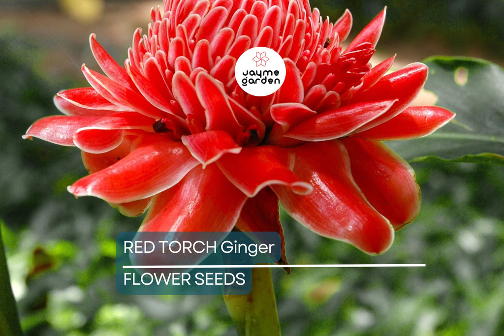 10 Red Torch Ginger Seeds (Etlingera elatior) – Exotic Tropical Flower, 3-5' Tall, Indoor/Outdoor Plant