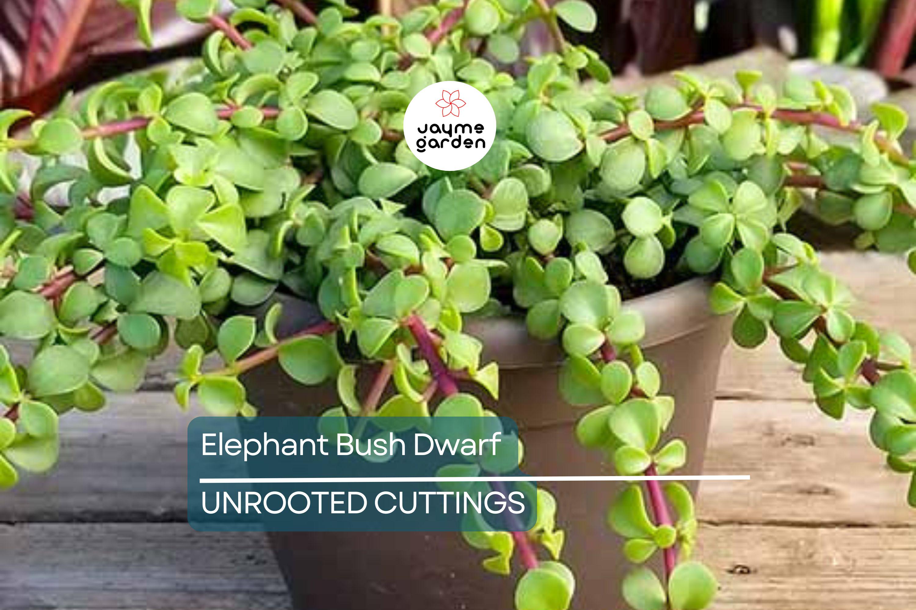 Elephant Bush (Portulacaria Afra) | 11 Fresh Cuttings (7-12”) | Dwarf Jade Succulent | Green & Red Stems | Easy to Grow |