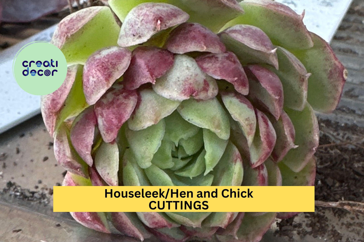 SALE! 10 Baby Sempervivum | 10 Mixed Varieties Hens & Chicks | Hardy Live Succulents | +/- 1” Size | Great for Rock Gardens