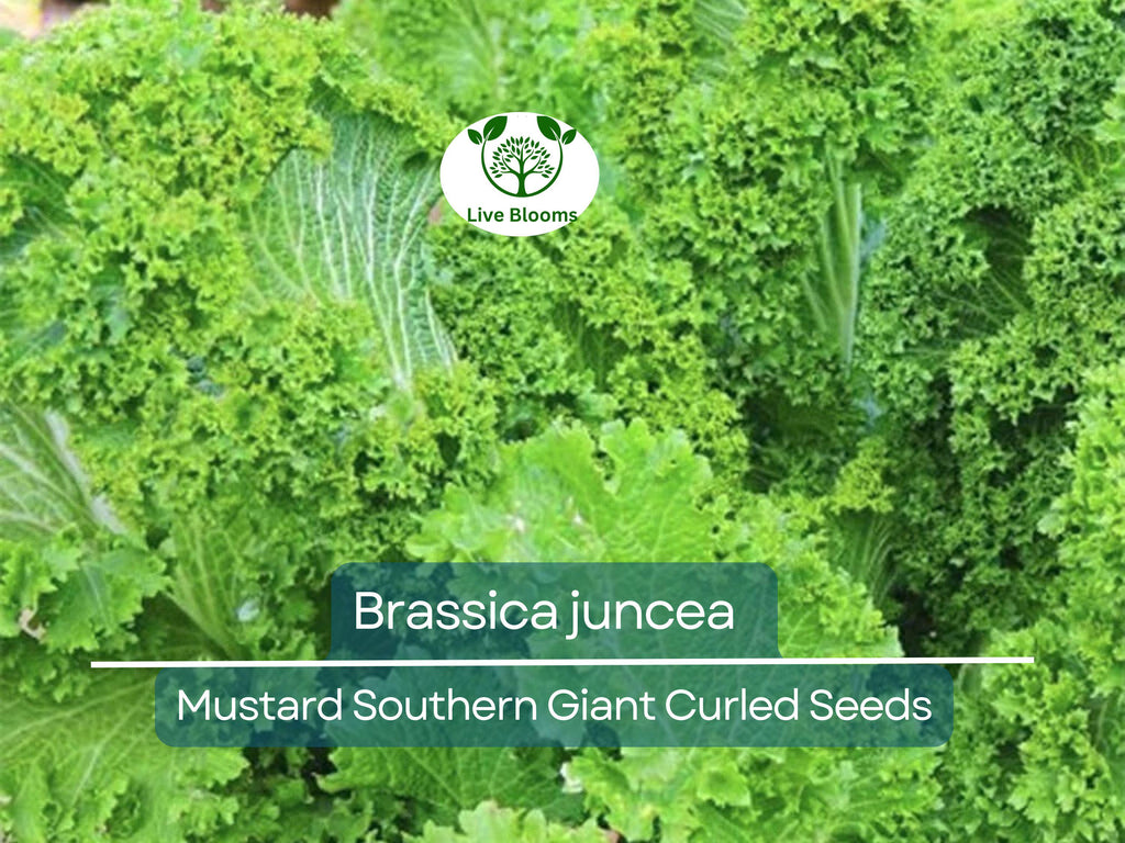 500 Seeds Mustard Southern Giant Curled for Planting (Brassica juncea) - Hearty, Curled Mustard Greens for Home Gardens, Fast-Growing