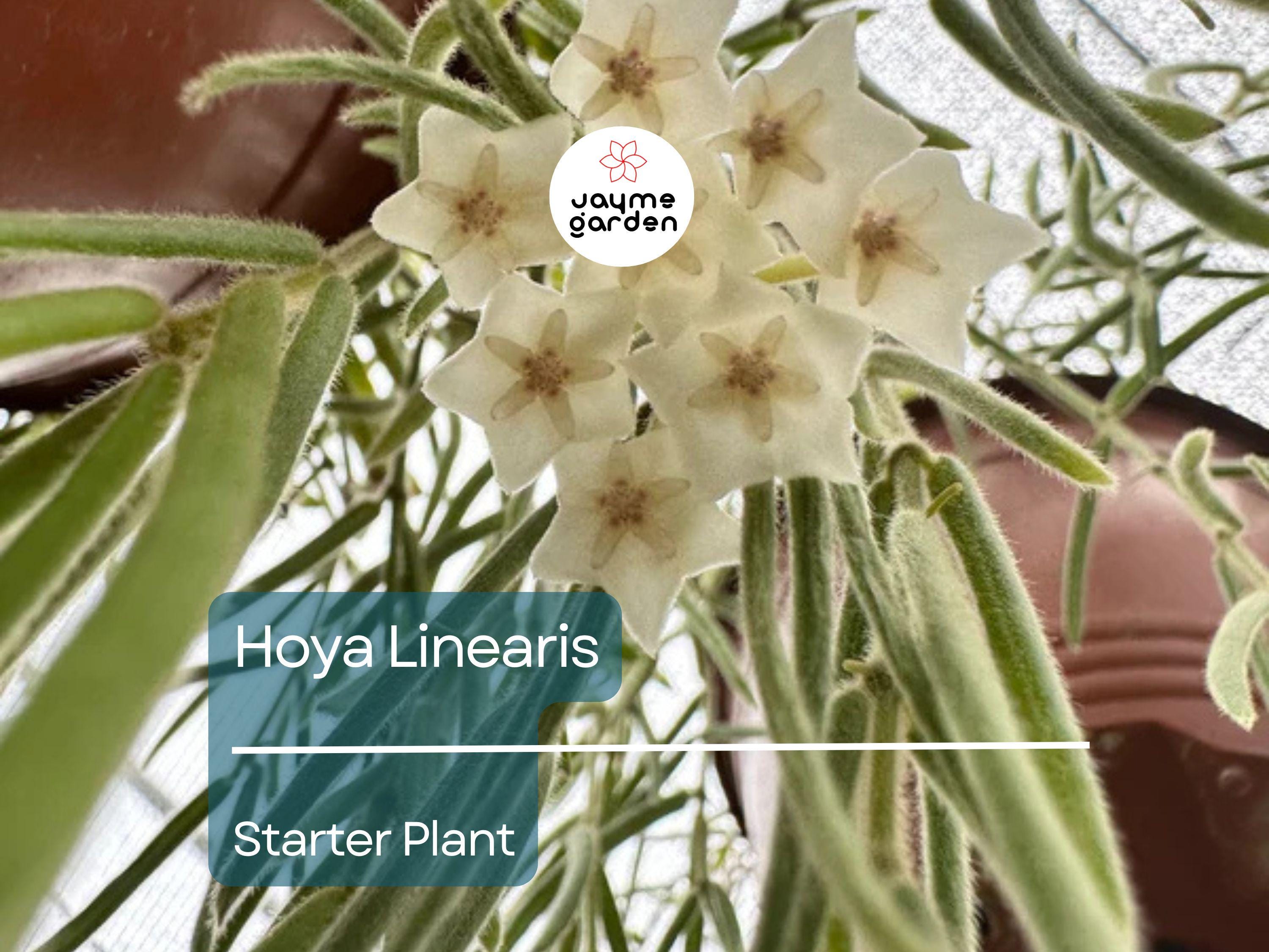 Hoya Linearis Starter Plant In 2 Inch Pot | Wax Plant Vine | Indoor/Outdoor Easy-Care Houseplant | Thrives in Low Light