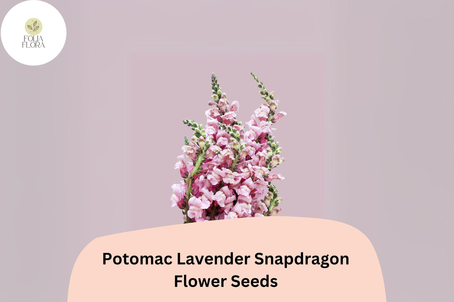 Antirrhinum majus Potomac Lavender Snapdragon Seeds – 1000+ Soft Purple Blooms for Garden & Cut Flowers