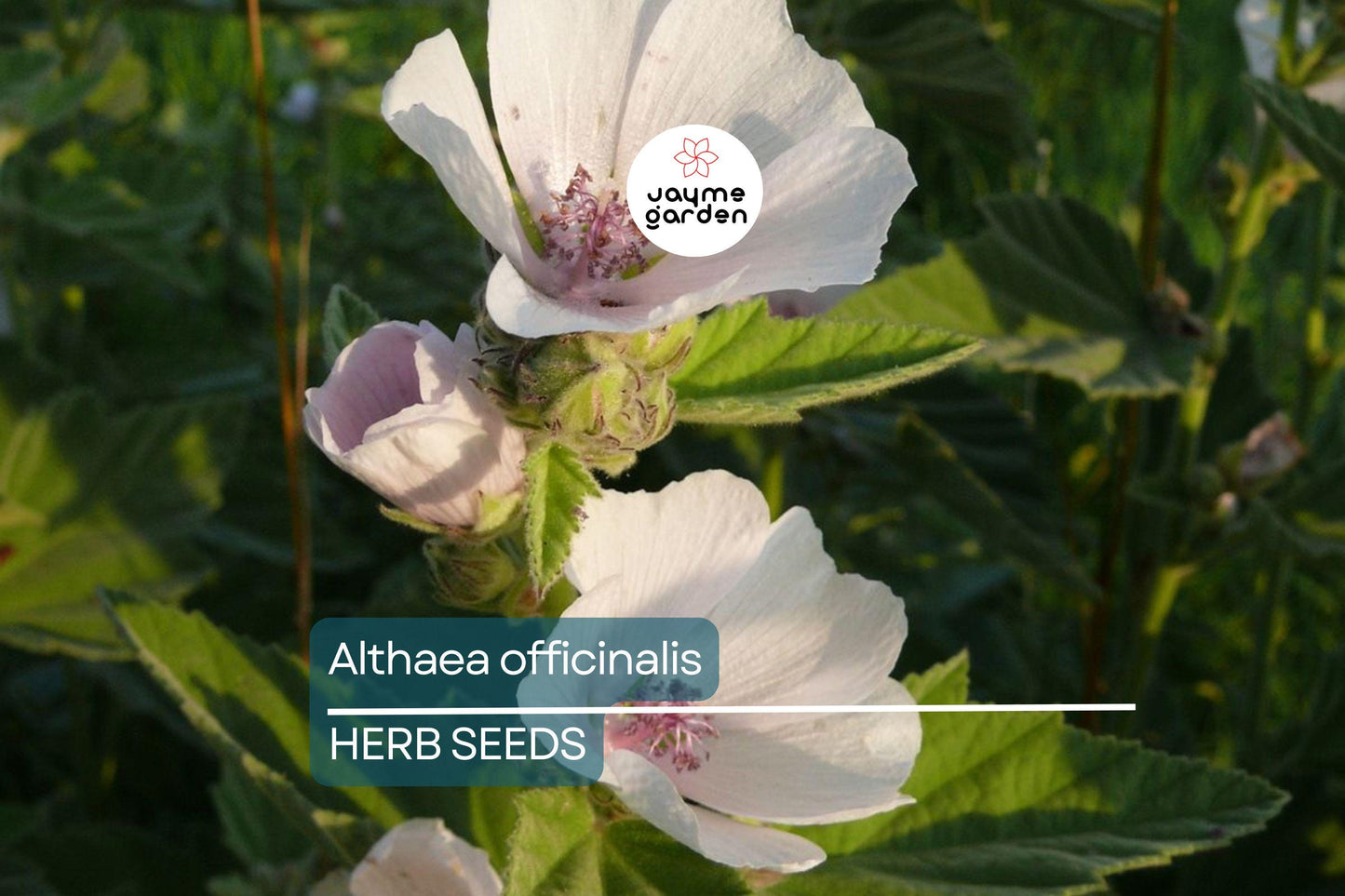 50 Marshmallow Seeds Althaea Officinalis – Perennial Herb, Medicinal & Culinary Uses, Pink Blooms, USA Seller