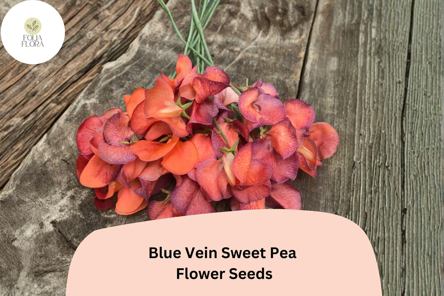 Blue Vein Sweet Pea Seeds 50+ | Lathyrus odoratus Climbing Fragrant Orange Garden Flower