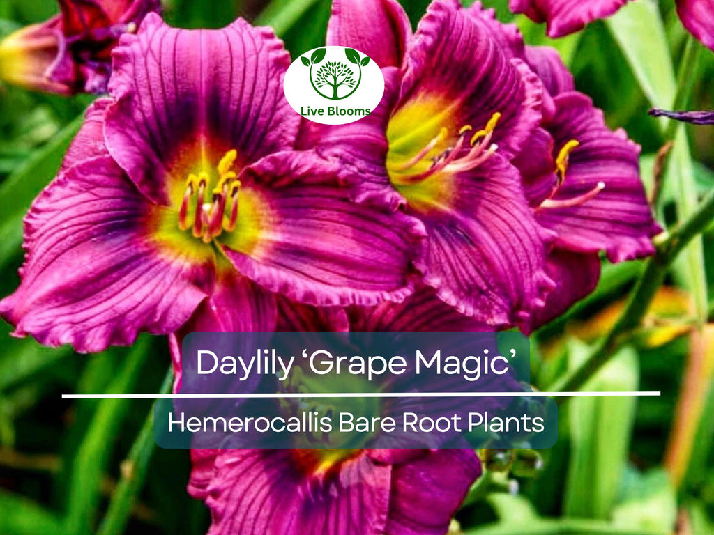 1 Daylily ‘Grape Magic’ – Live Bare Root Plant – Summer Blooming Perennial – Purple Bicolor Flowers, Easy & Hardy