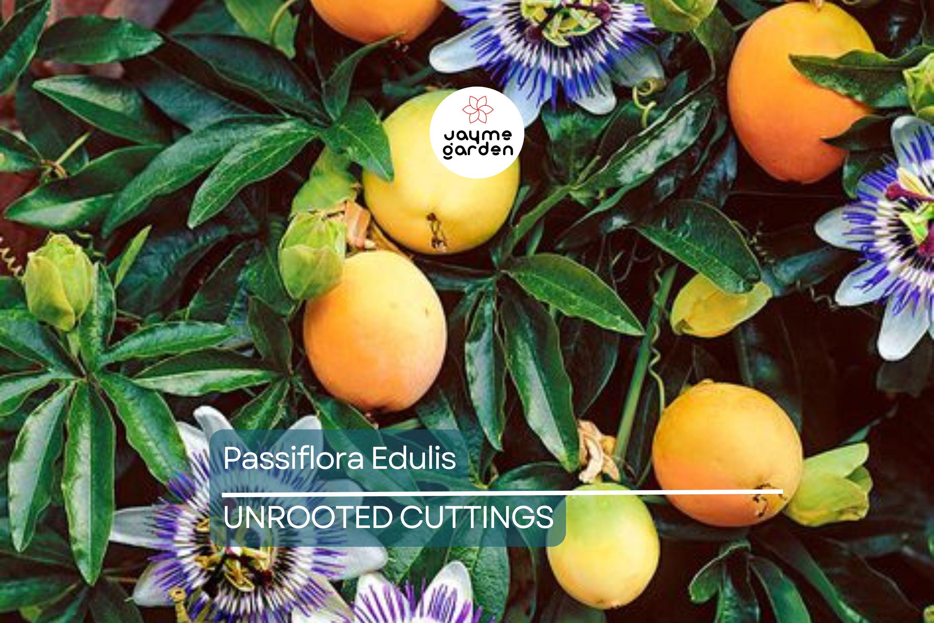 Passiflora Edulis Passion Fruit Vine – 12” Live Plant with Pot, Ready to Grow