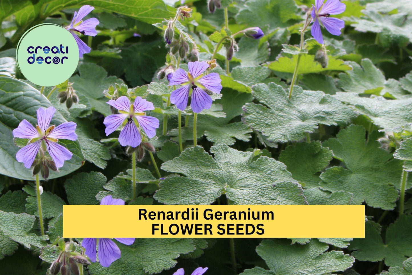 25+ Renardii Geranium Seeds – Textured Foliage & Pale Violet Flowers for Garden Planting, Drought-Tolerant Perennial – USA