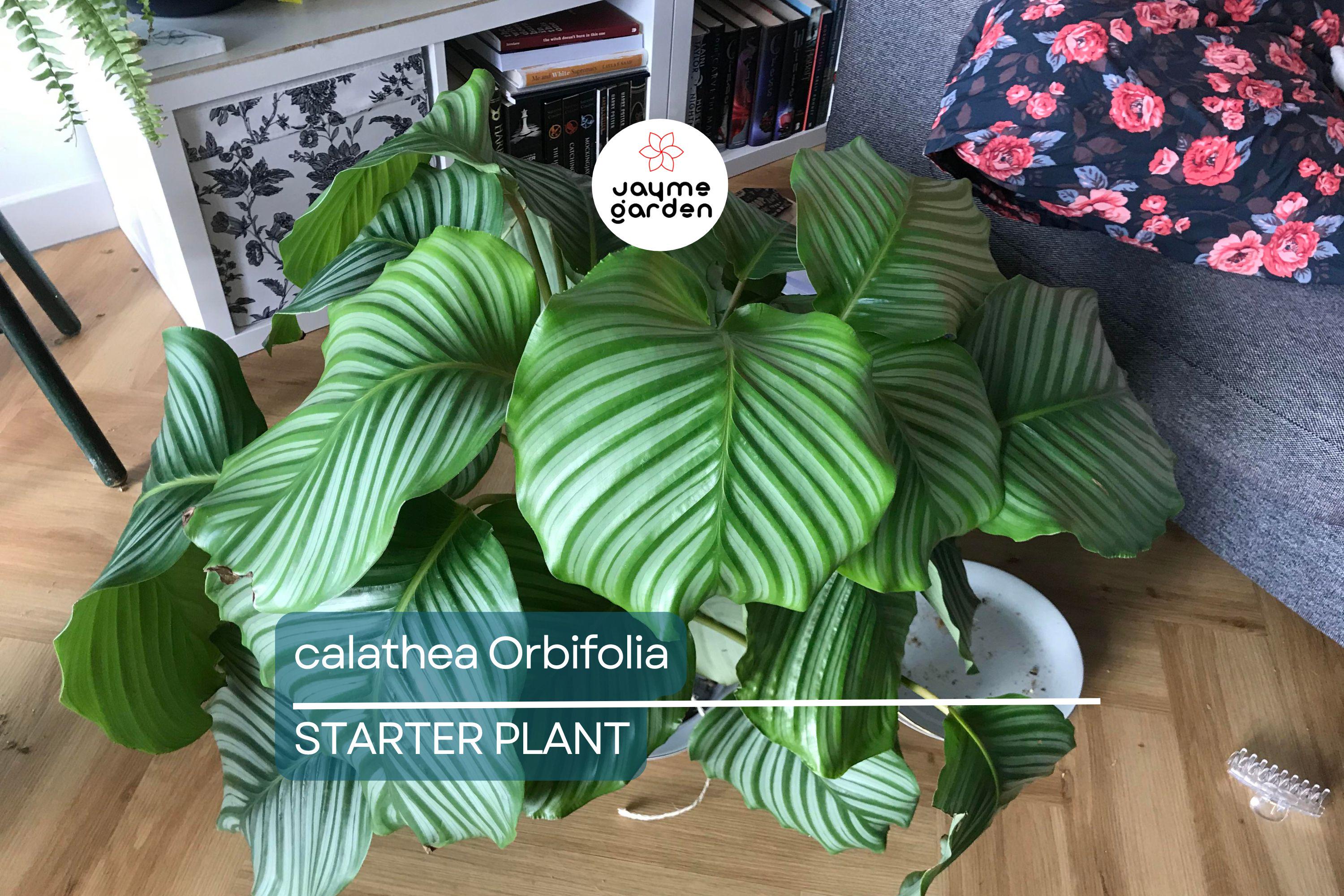 Calathea Orbifolia Seedling – 4-8” Tropical Starter Plant, Ornamental Indoor Houseplant with Striking Silvery-Green Foliage