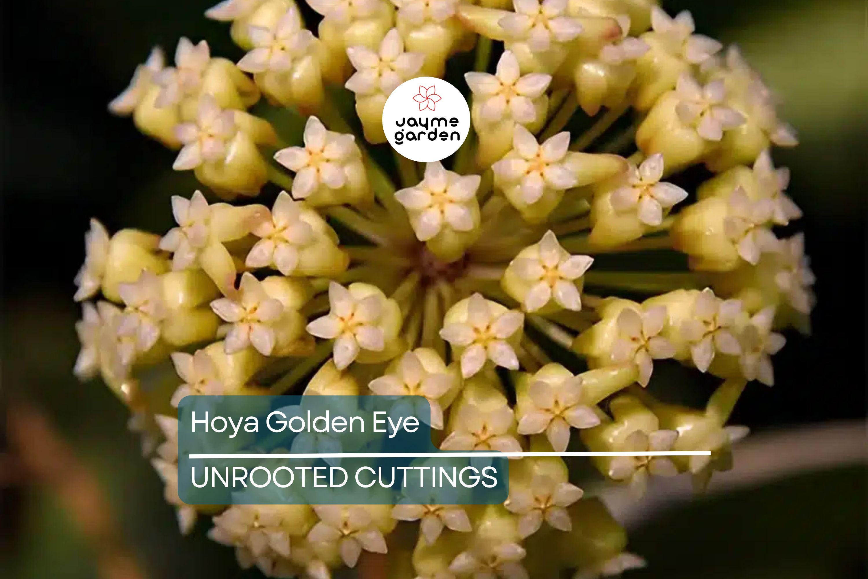 Hoya Golden Eye - Rare Waxing Vining Plant with Lovely Veining - 4" Pot - Fast Grower, Mike Miyashiro Hybrid