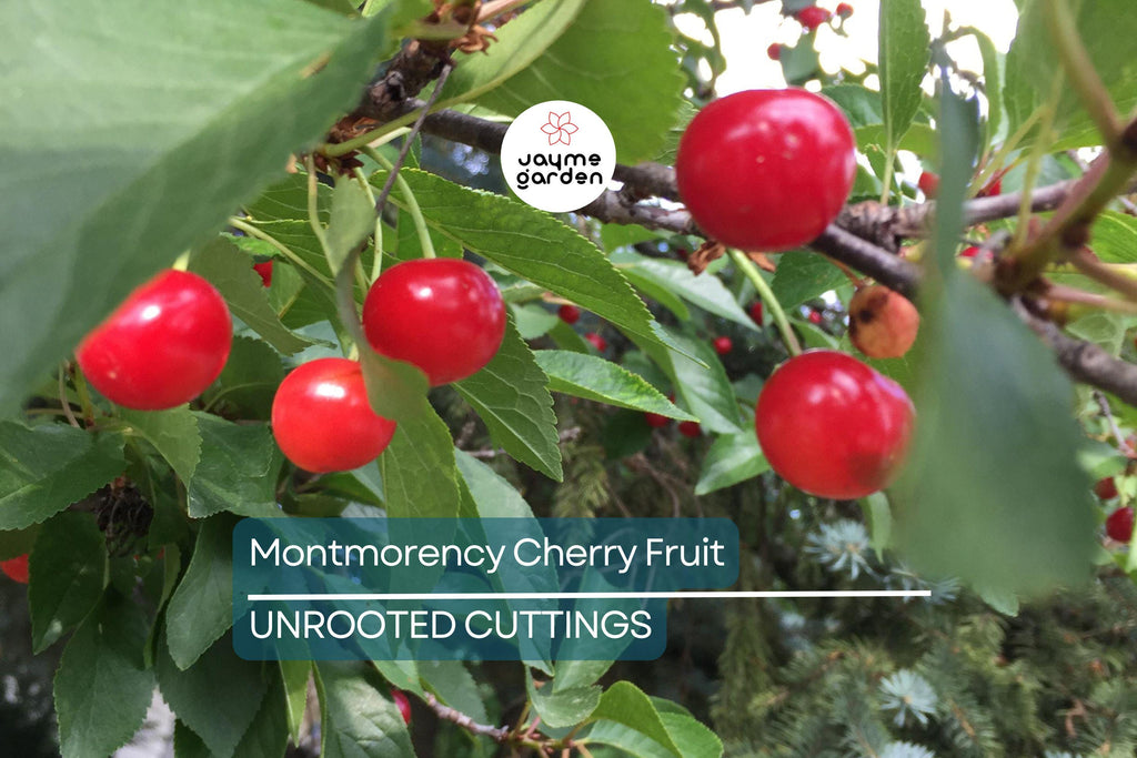Montmorency Cherry Fruit Tree 8" Cuttings - 8 Fresh Scion Wood for Rooting & Grafting
