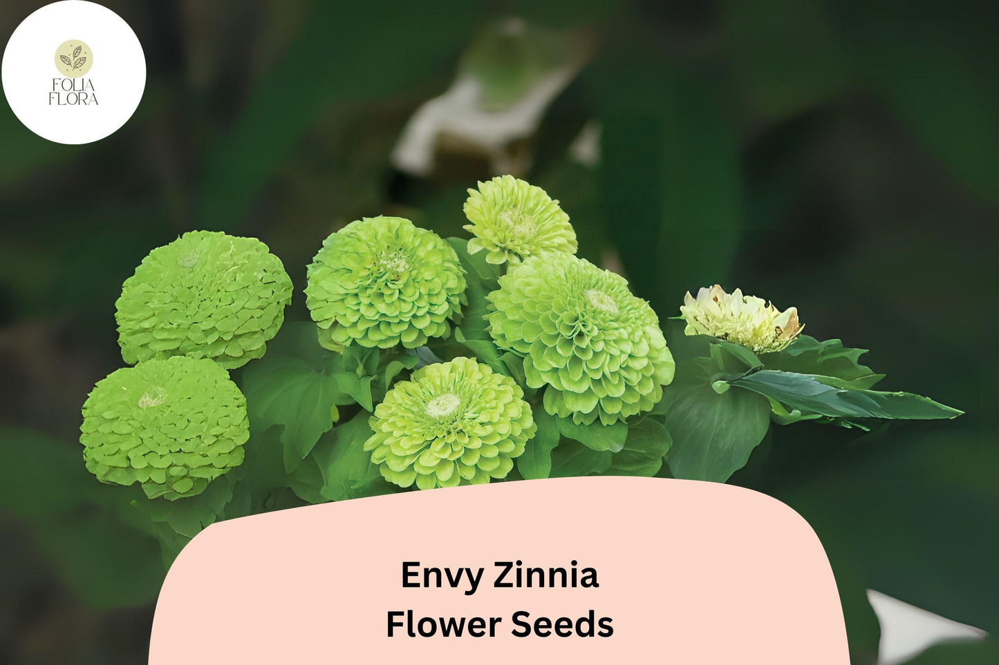 100+ Envy Zinnia Seeds – Unique Green Blooms for Summer Gardens & Cut Flowers
