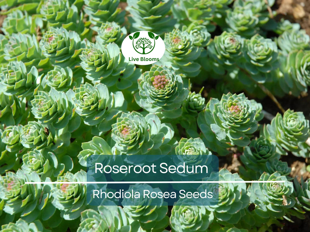 30 Roseroot Sedum Seeds | Rhodiola Rosea, Perennial Stonecrop, Herb, Hardy Ground Cover, Non-GMO