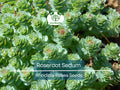 30 Roseroot Sedum Seeds | Rhodiola Rosea, Perennial Stonecrop, Herb, Hardy Ground Cover, Non-GMO