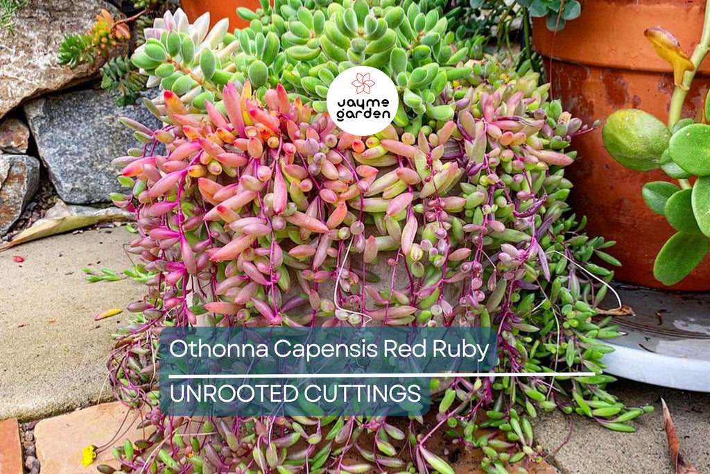 4 Othonna Capensis Cuttings - Ruby Necklace Succulent - 4-6” Long, Hanging Plant, Perfect for Containers