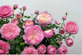 Constance Rose 8 Seeds (Rosa) Flowering Rose Garden Plant