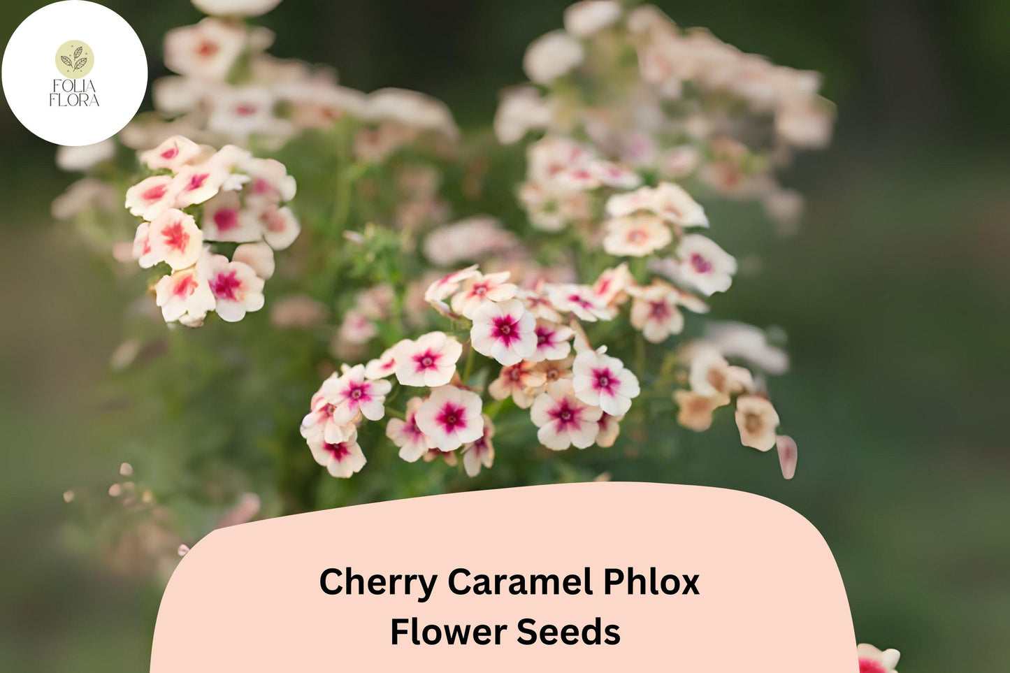 100+ Cherry Caramel Phlox Seeds for Garden Planting | Phlox drummondii | Annual Flower Seeds | Unique Cherry-Cream Blooms