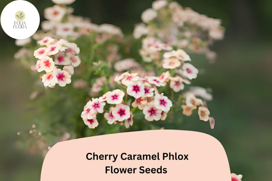 100+ Cherry Caramel Phlox Seeds for Garden Planting | Phlox drummondii | Annual Flower Seeds | Unique Cherry-Cream Blooms