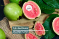 Ruby Red Guava Tree | 8"-10" Tropical Live Plant | Ready to Plant Fruit Tree | Easy to Grow | Subtropical & Tropical Zones