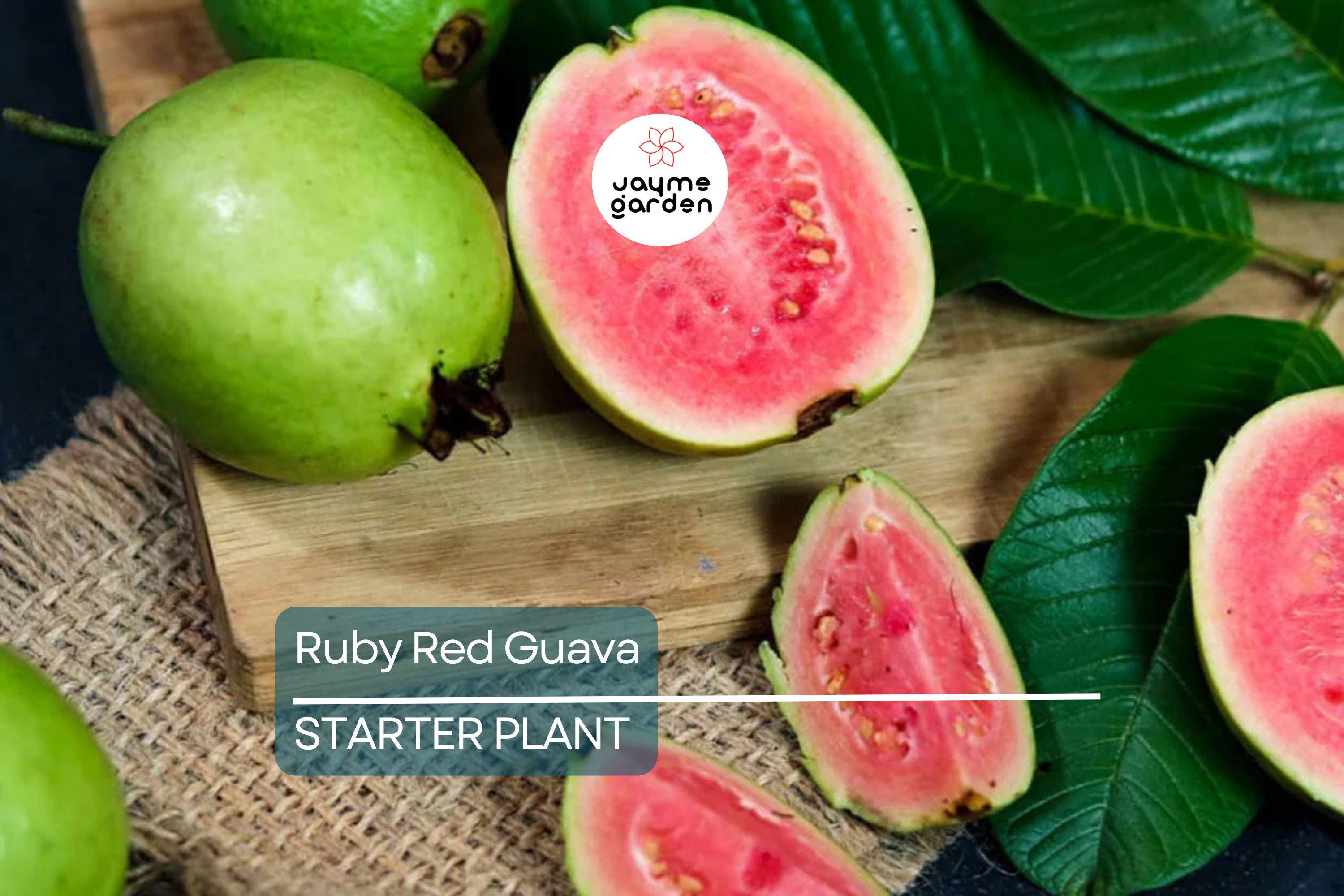 Ruby Red Guava Tree | 8"-10" Tropical Live Plant | Ready to Plant Fruit Tree | Easy to Grow | Subtropical & Tropical Zones