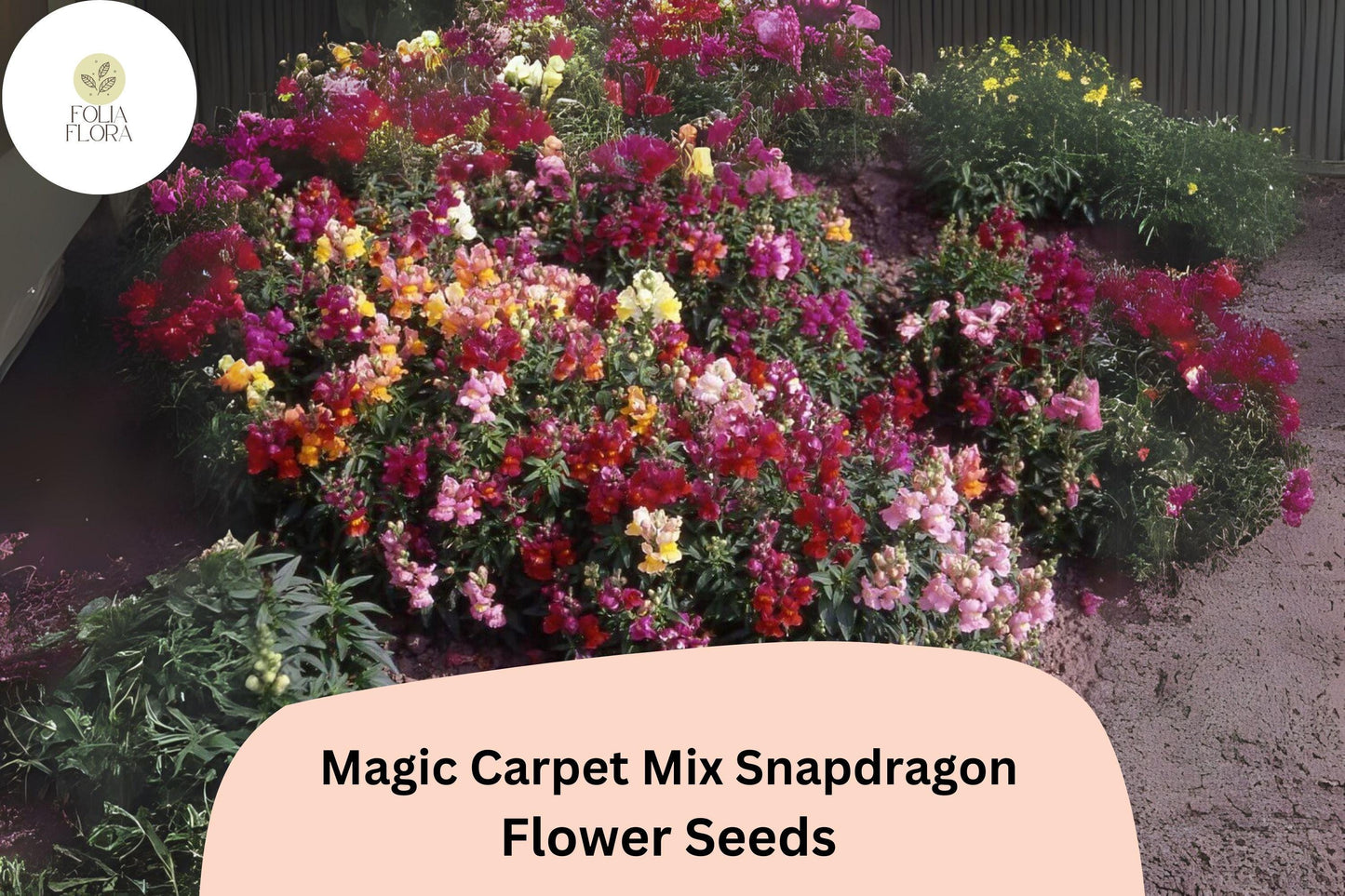 Antirrhinum majus Magic Carpet Mix Snapdragon Seeds – 1000+ Vibrant Blooms for Garden & Cut Flowers