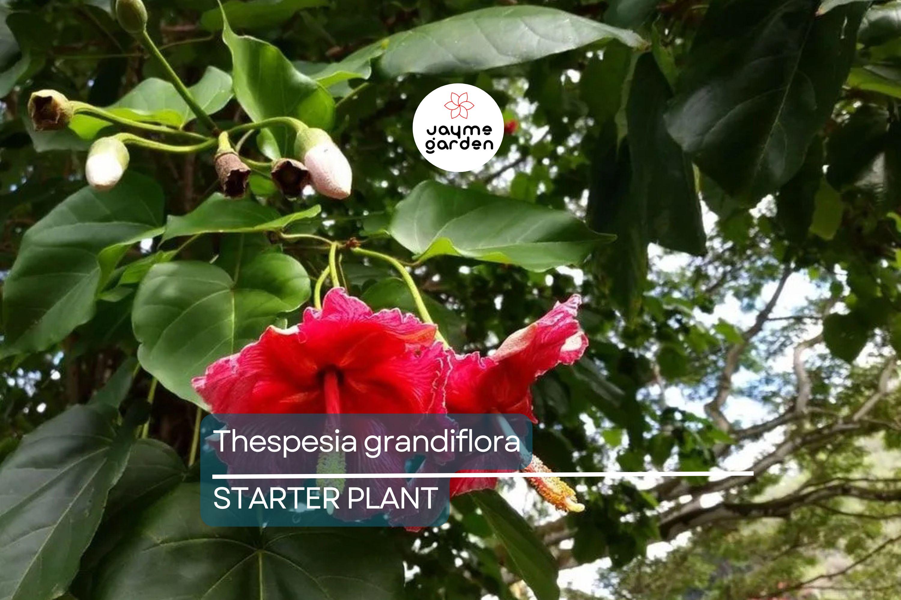 Portia Tree Starter Plant - Thespesia grandiflora 12”-24” | Tropical Flowering Tree for Garden