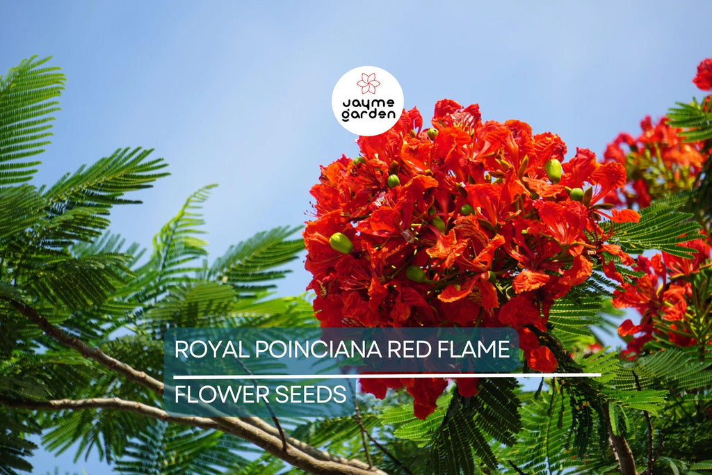 5 Royal Poinciana Seeds (Delonix Regia) – Red Flame Tree, Tropical Ornamental
