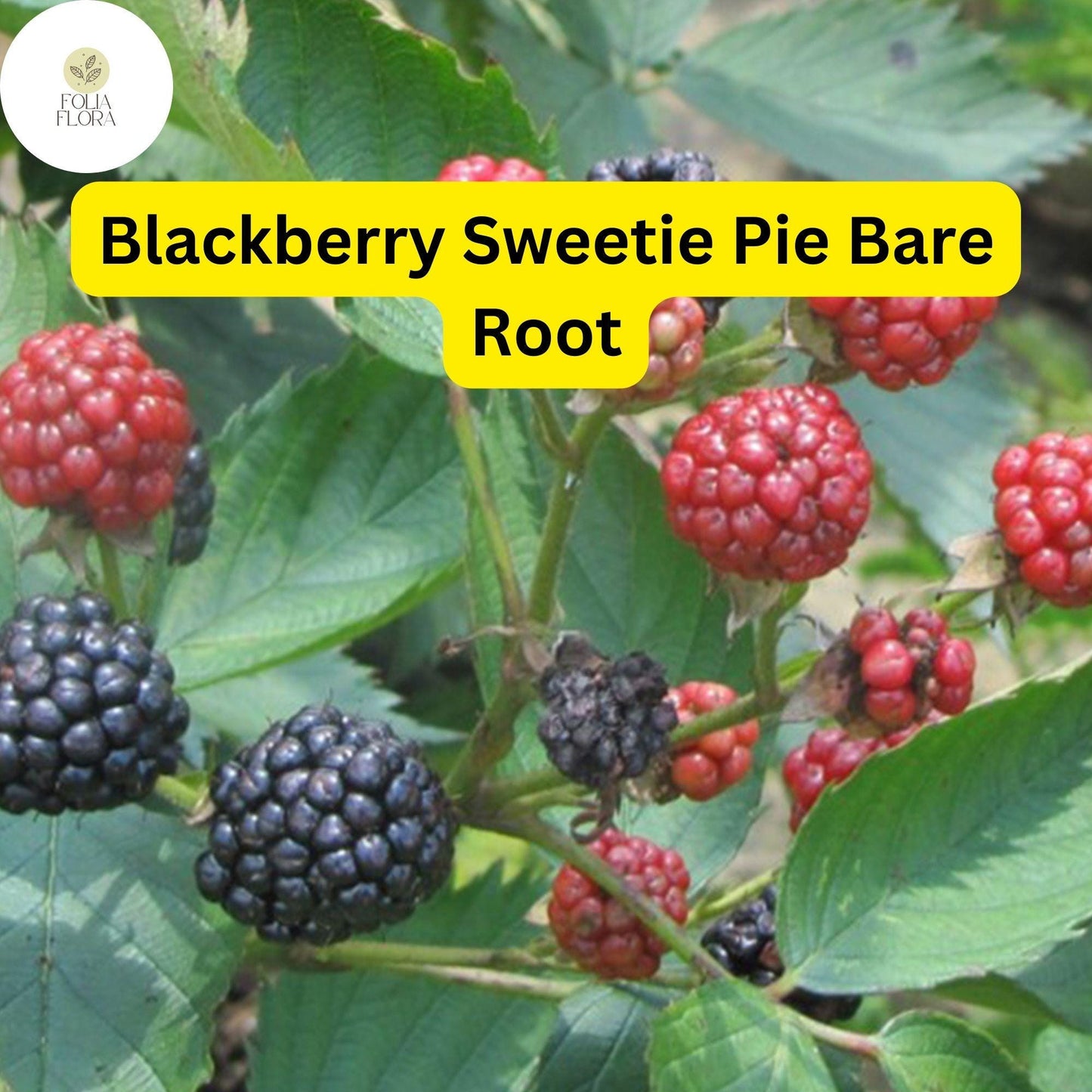 1 Sweetie Pie Blackberry Plant - Rubus Bare Root Starter Plant