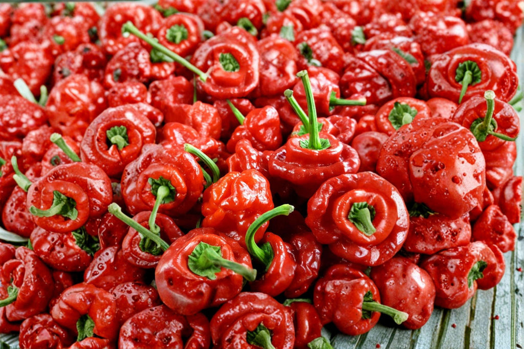 Scotch Bonnet – Red Hot Pepper 30 Seeds | Caribbean Classic | Fruity Heat | Extremely Hot Pepper