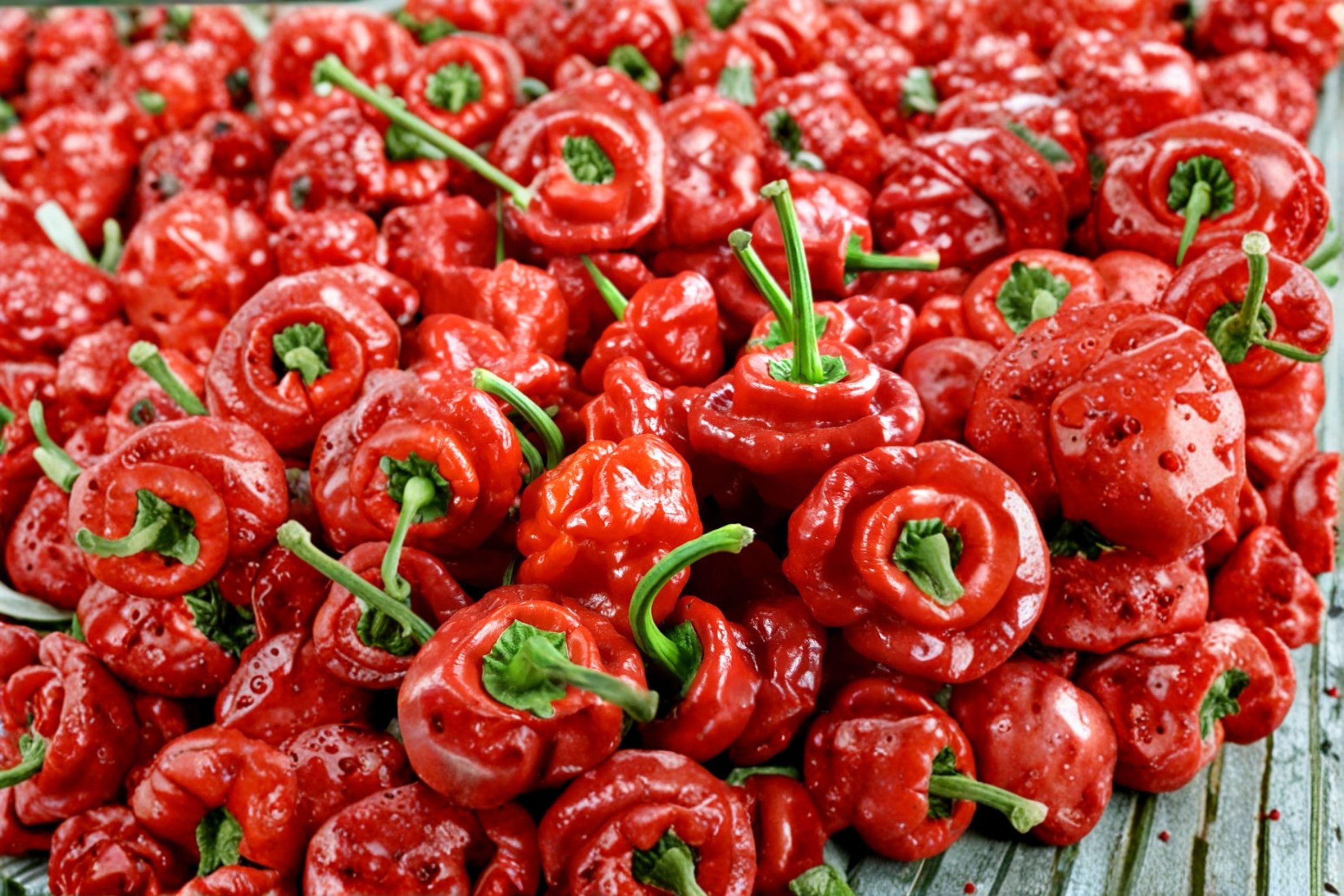 Scotch Bonnet – Red Hot Pepper 30 Seeds | Caribbean Classic | Fruity Heat | Extremely Hot Pepper