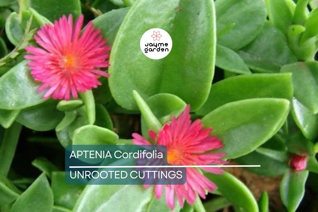 10 Aptenia Cordifolia 'Red Apple' Cuttings (4-7") | Baby Sun Rose Succulent | Red/Pink Blooms for Easy Indoor & Outdoor Growth