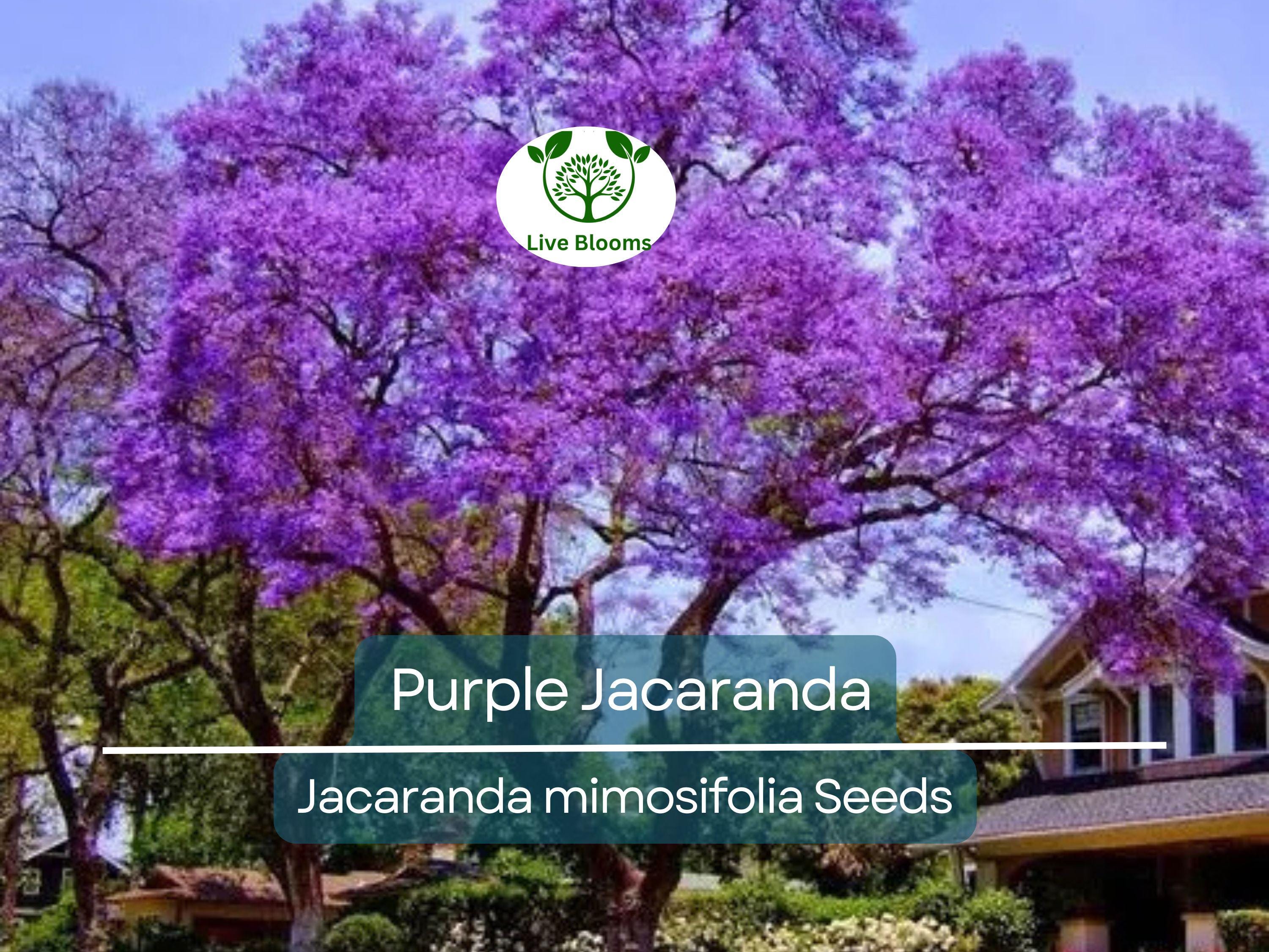 40 Purple Jacaranda Mimosifolia Seeds | Fast Growing Flowering Tree, Beautiful Purple Blooms, Tropical Landscaping, Garden Tree