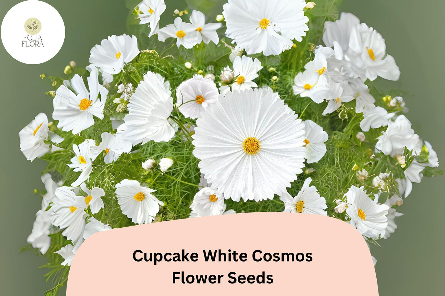200+ Cupcake White Cosmos Seeds | Cosmos Bipinnatus White Semi-Double Flower Garden Seeds