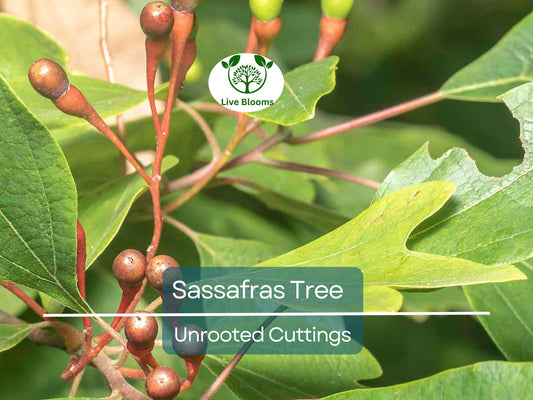 10 Sassafras Cuttings – Fresh Unrooted Edible/Wildlife/Ornamental – Sassafras albidum – Wild Food, Garden Plant
