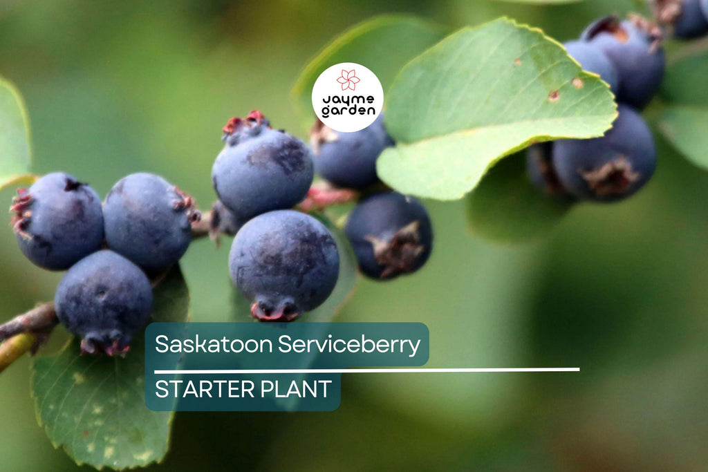1 Saskatoon Serviceberry Tree 1-2 ft tall - Amelanchier alnifolia, Bare Root Plants, Disease Resistant, Hardy Zones 2-9