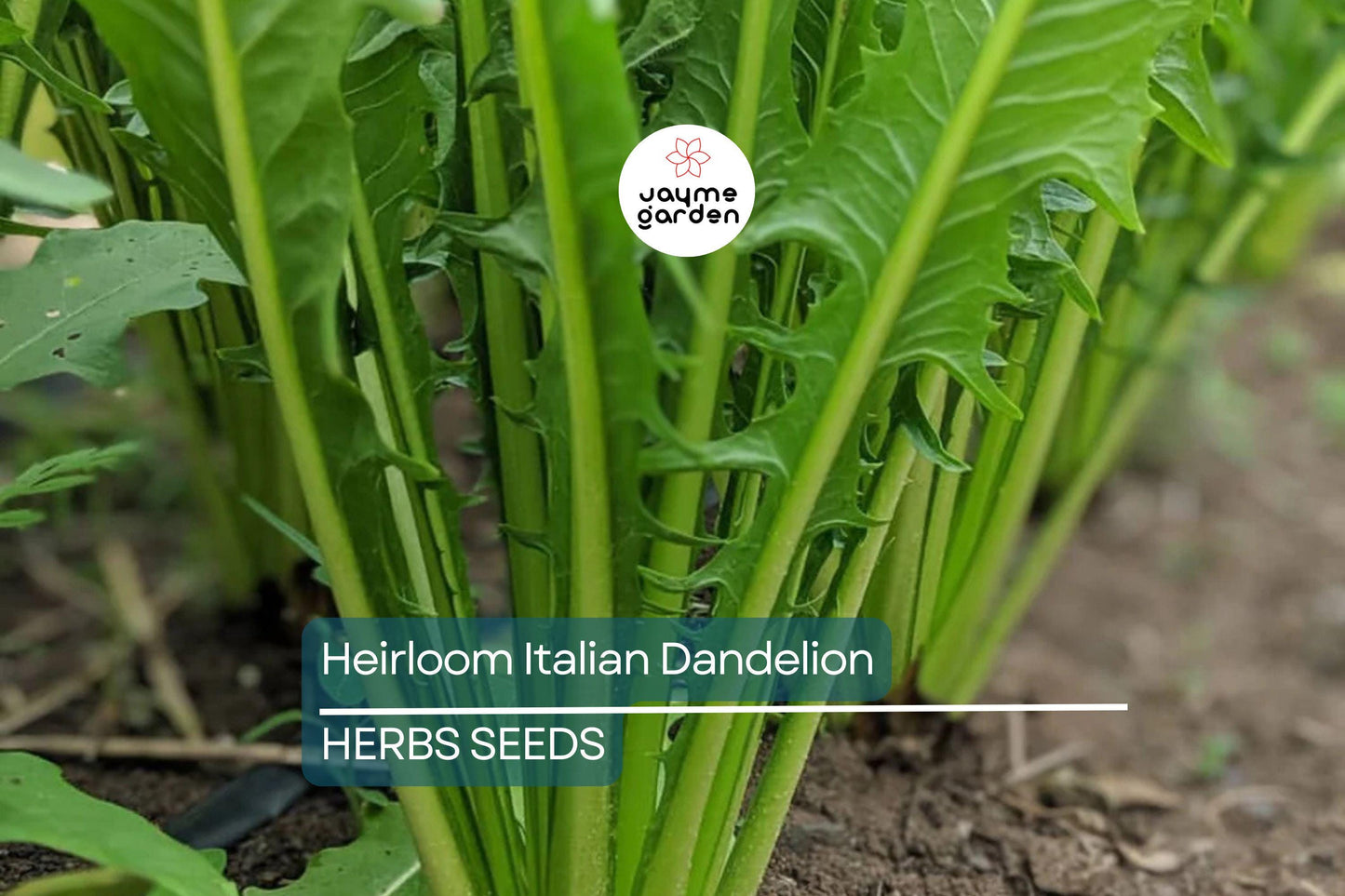 1000 Heirloom Italian Dandelion Seeds - Catalogna Emerald Endive (Cichorium intybus) - Slow-Bolting Chicory