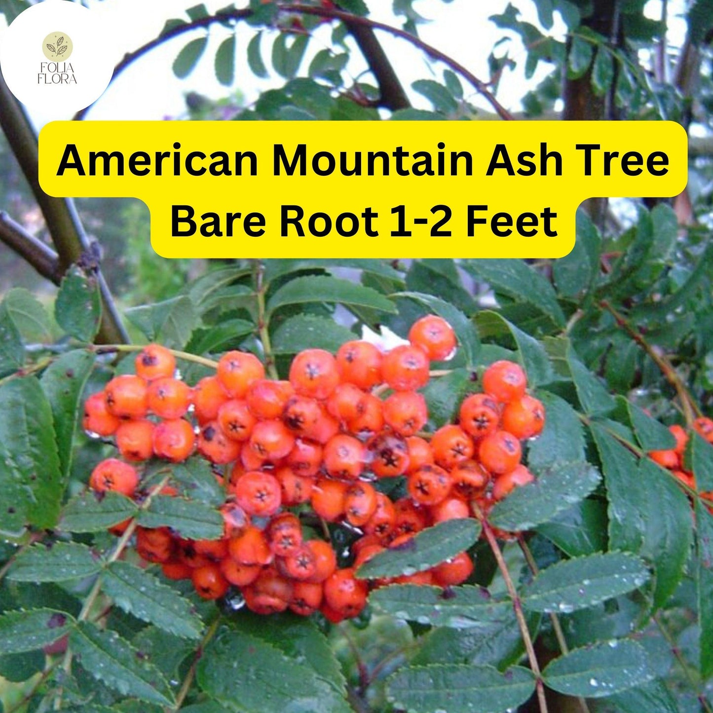 2 American Mountain Ash (Sorbus americana) – Live Bare Root Trees 1-2 Feet