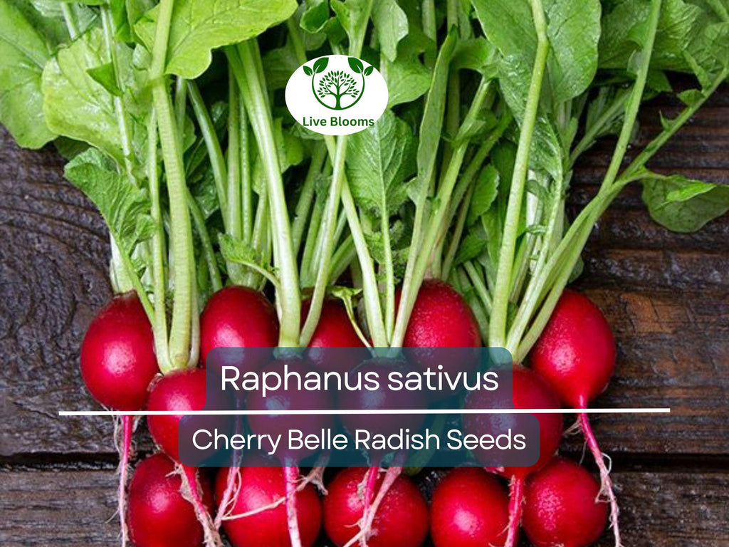 80 Seeds Radish Cherry Belle – Raphanus sativus | Fast-Growing Heirloom Radish Seeds for Planting, Gardening & Crisp Red Harvests