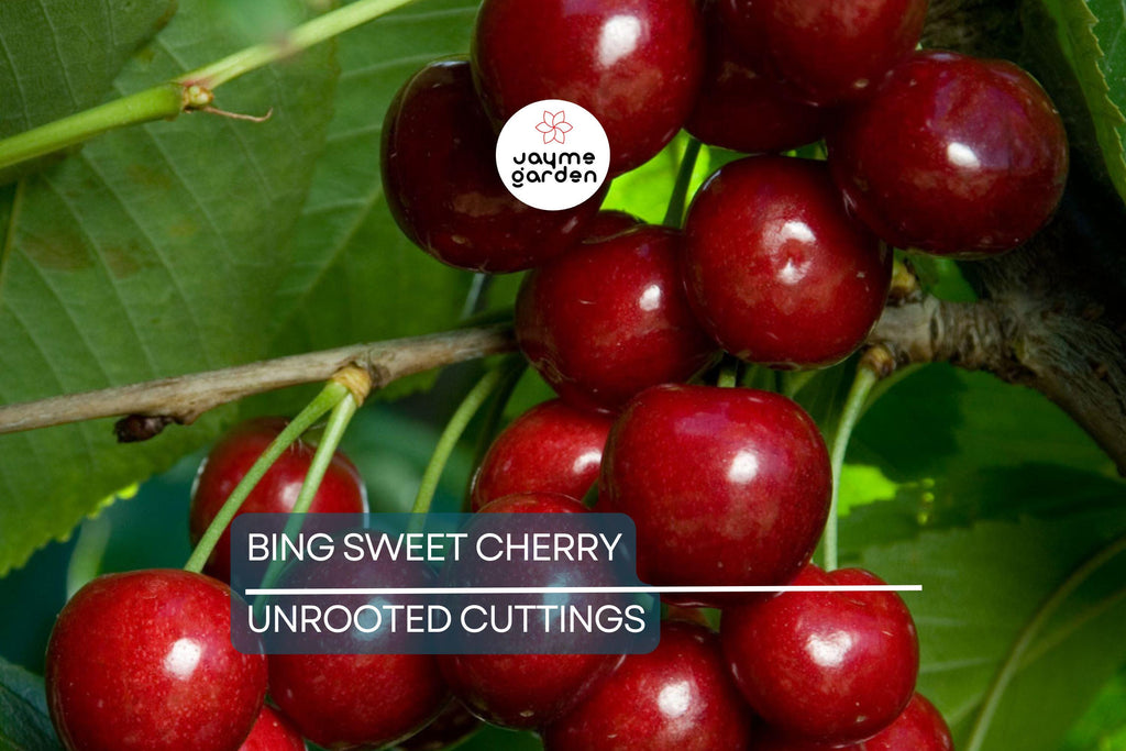 6 Bing Sweet Cherry (Prunus avium) Hardwood Scion Wood Cuttings – Organic, No Roots, Ideal for Grafting, Zones 5-8