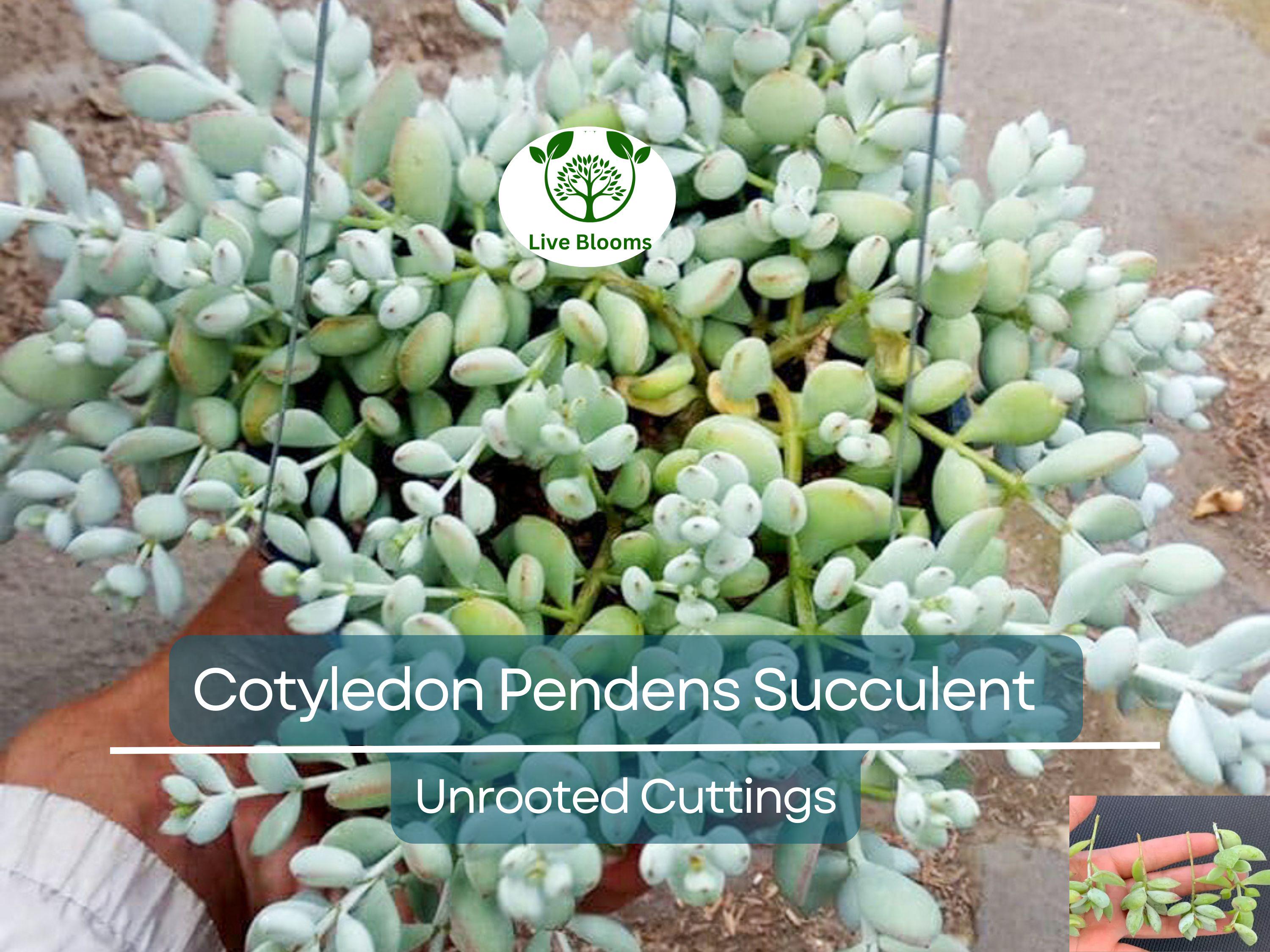 4 Unrooted Cotyledon Pendens Succulent Cuttings - 3-4 inch Long - Easy Grow, Propagation Plants