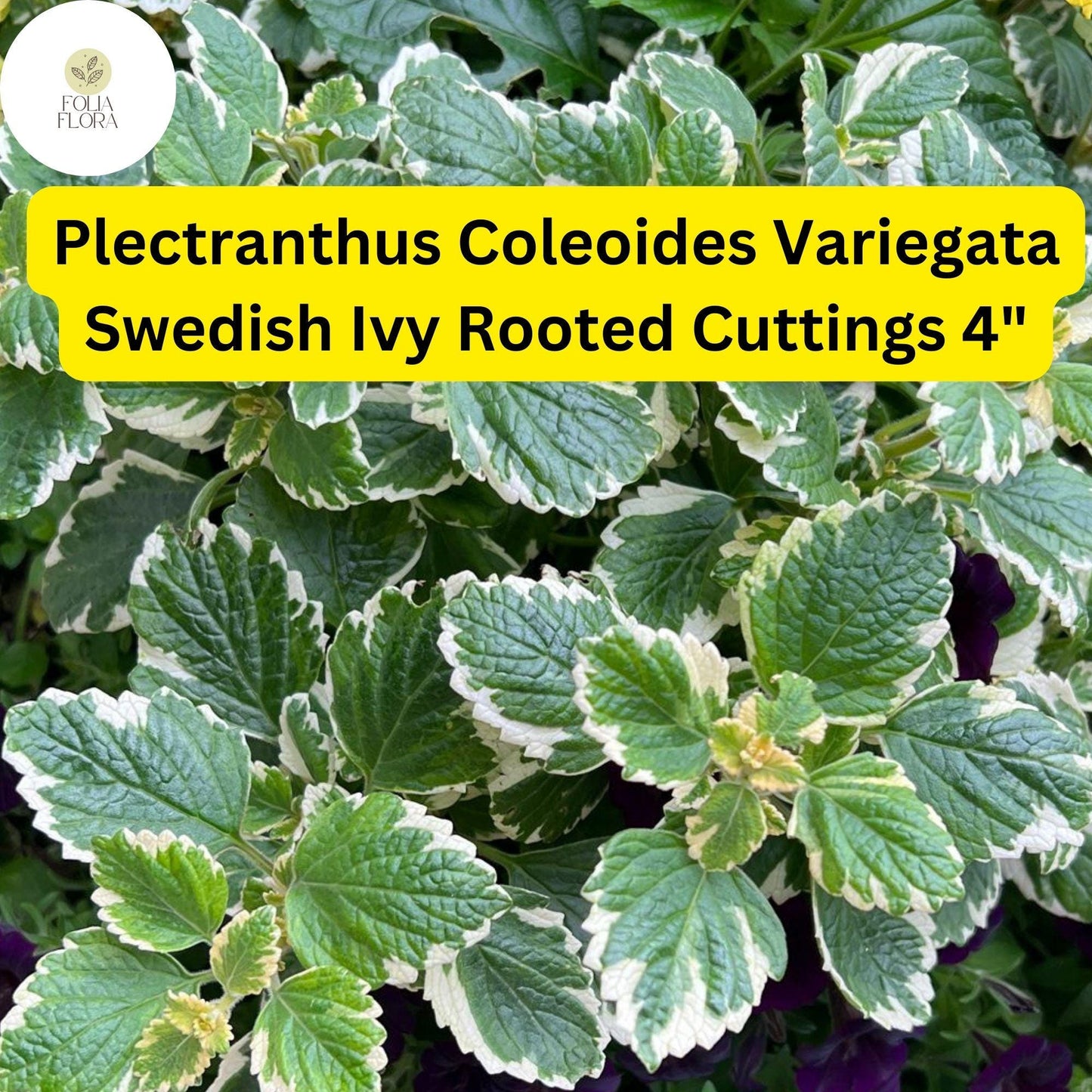 Plectranthus coleoides ‘Variegata’ | 3 Rooted Cuttings 4" Live Swedish Ivy Plant | Variegated, Trailing, Fragrant