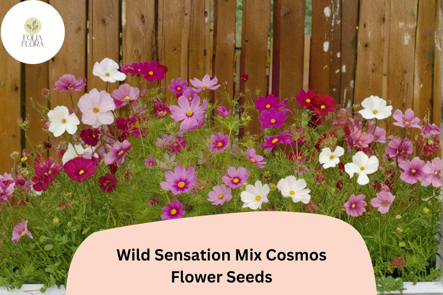 200+ Wild Sensation Mix Cosmos Seeds | Cosmos bipinnatus Colorful Wildflower Blend | Easy Annual Garden Blooms