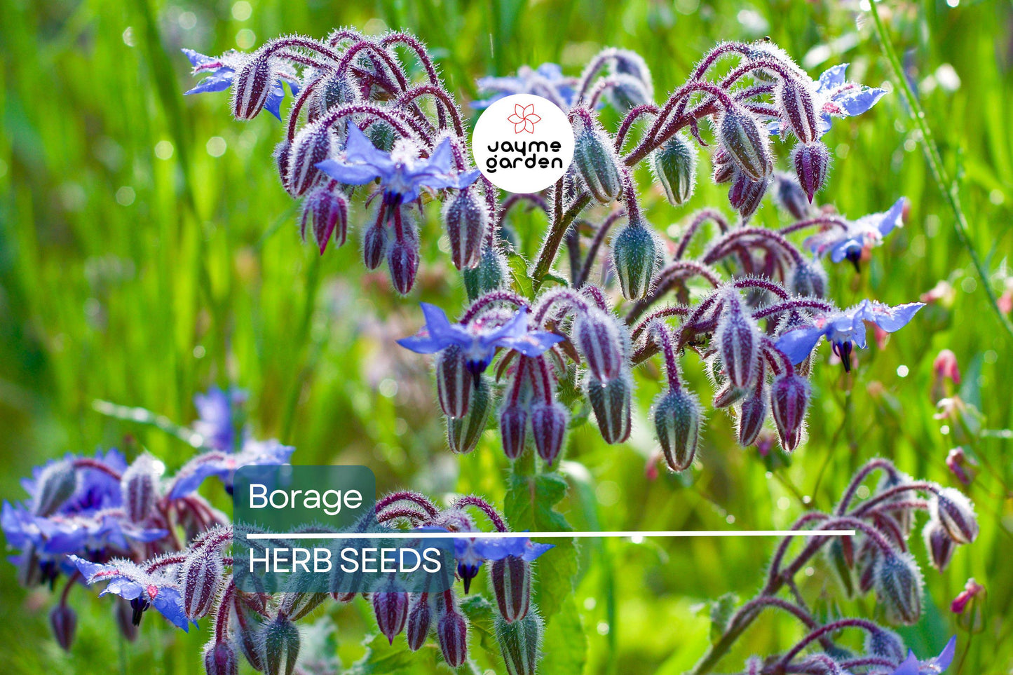 50 Borage Seeds - Edible Blue Flowers & Leaves, Heirloom, Non-GMO, 18-24" Tall, Annual Herb