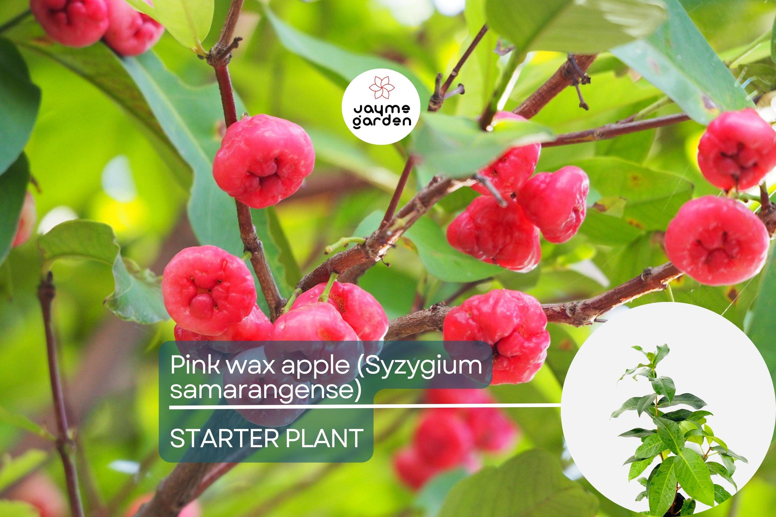Pink Wax Apple Tree (Syzygium samarangense) Live Fruit Plant 1’-2’ Tall | Sweet Tropical Fruit Seedling