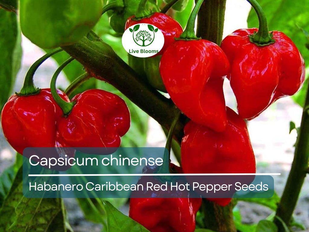 250 mg Habanero Caribbean Red Hot Pepper Seeds - Capsicum chinense | Heirloom Extra-Hot Pepper Seeds for Planting, Spicy Cooking & Gardens