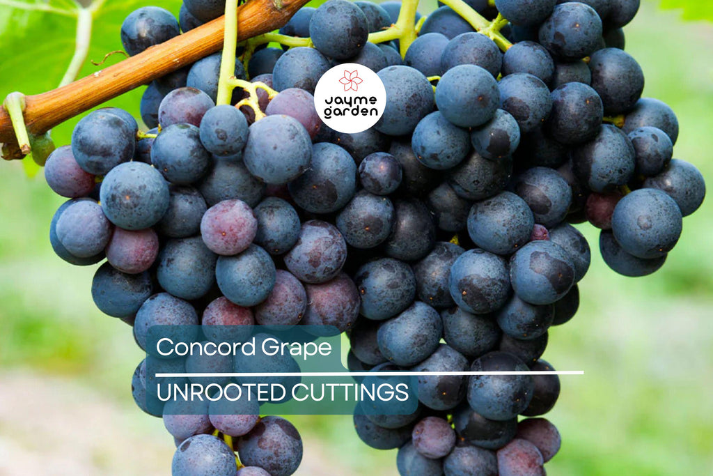 Organic Concord Grape Cuttings - 12+ Hardy, Perennial Vine for Rooting, Perfect for Jam and Juice