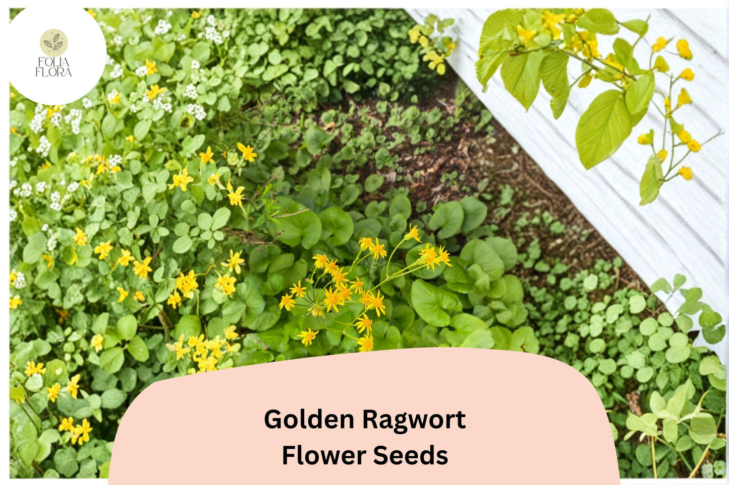 100 Golden Ragwort Seeds | Packera aurea | Native Yellow Wildflower | Shade-Loving Perennial for Pollinator