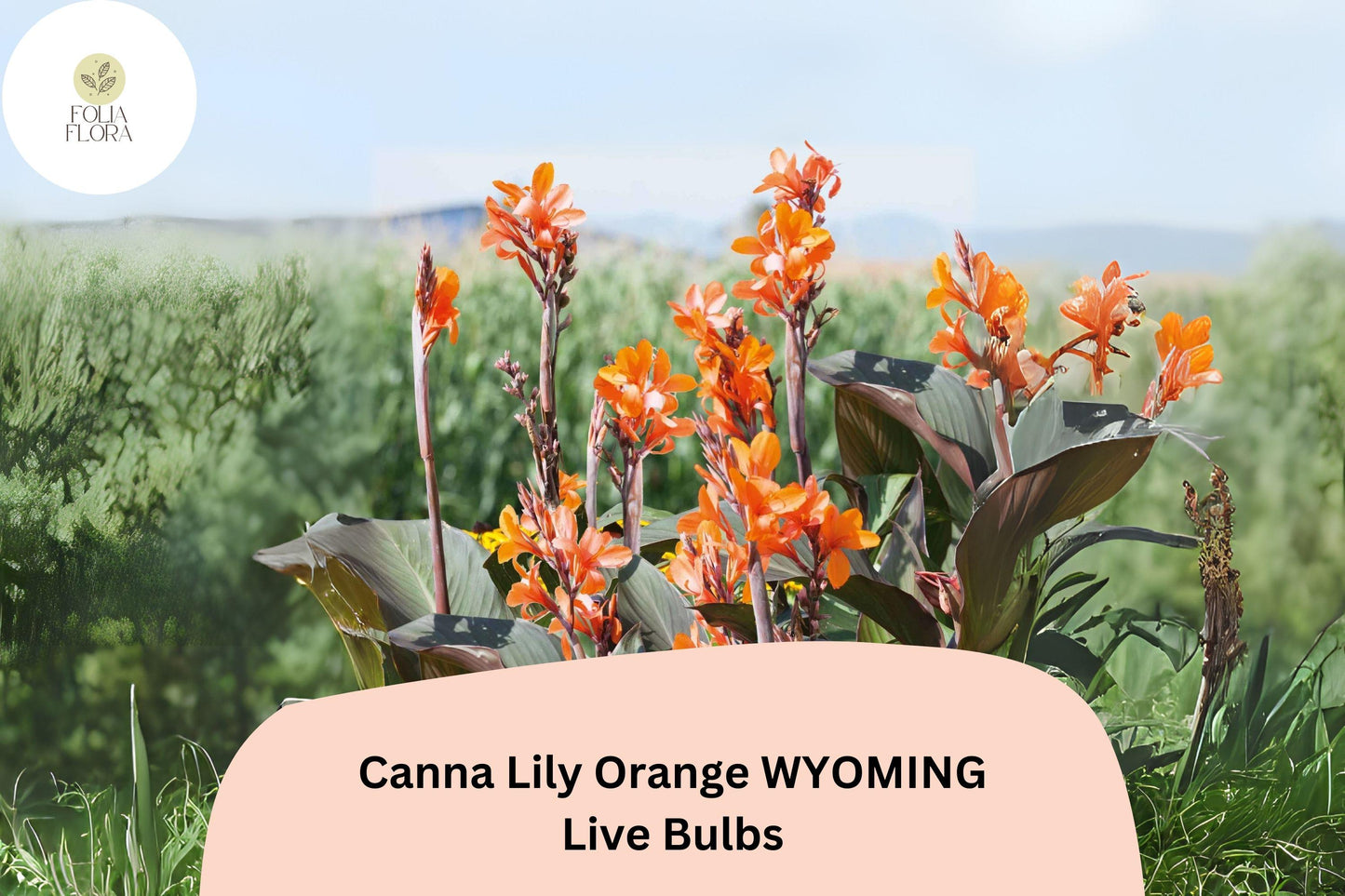 3 Canna Lily Orange Wyoming Bulbs | Live Flower Plants | Summer Blooming Garden Perennial