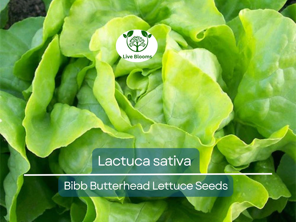 700 Seeds Bibb Butterhead Lettuce – Lactuca sativa | Heirloom Lettuce Seeds for Planting, Gardening & Tender, Sweet Harvests