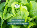 700 Seeds Bibb Butterhead Lettuce – Lactuca sativa | Heirloom Lettuce Seeds for Planting, Gardening & Tender, Sweet Harvests