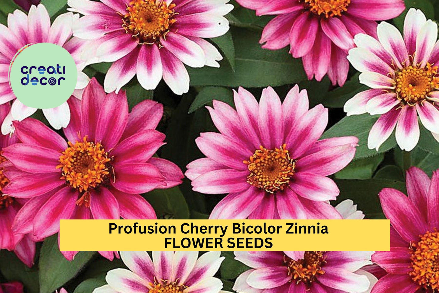 Profusion Cherry Bicolor Zinnia Seeds – 100+ Seeds – Compact Summer Blooms for Pollinator Gardens, Containers, and Borders – USA